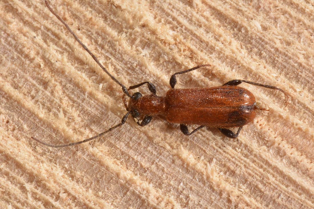 Cerambycidae: Obrium sp?  S,  Obrium cantharinum, femmina